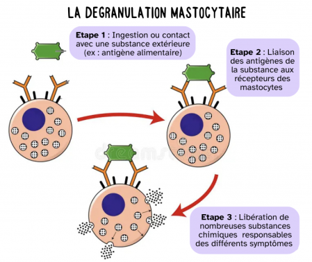 Degranulation mastocytaire sama mastocytose